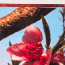 Pêche / Echantillon